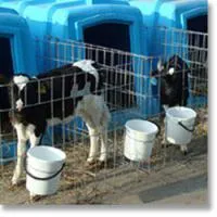 Ведра для комбикорма и воды
