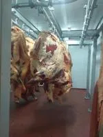 КРС (быки, коровы) живым весом