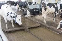 Трос для скреперной системы навозоудаления