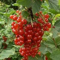 Ягода смородина (красная)